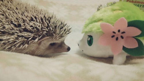 readinghedgehog:  プスケのなきごえ！効果は今一つ。。。 シエイミのメロメロ！効果はバツグン！  Pusuke used growl! It’s not very effective… Shaymin used attract! It’s super effective!