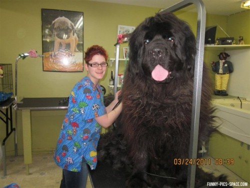 general-pepper: lordlingenglish: doduos: HAVE YOU EVER DECIDED TO GOOGLE “GIANT DOGS”???