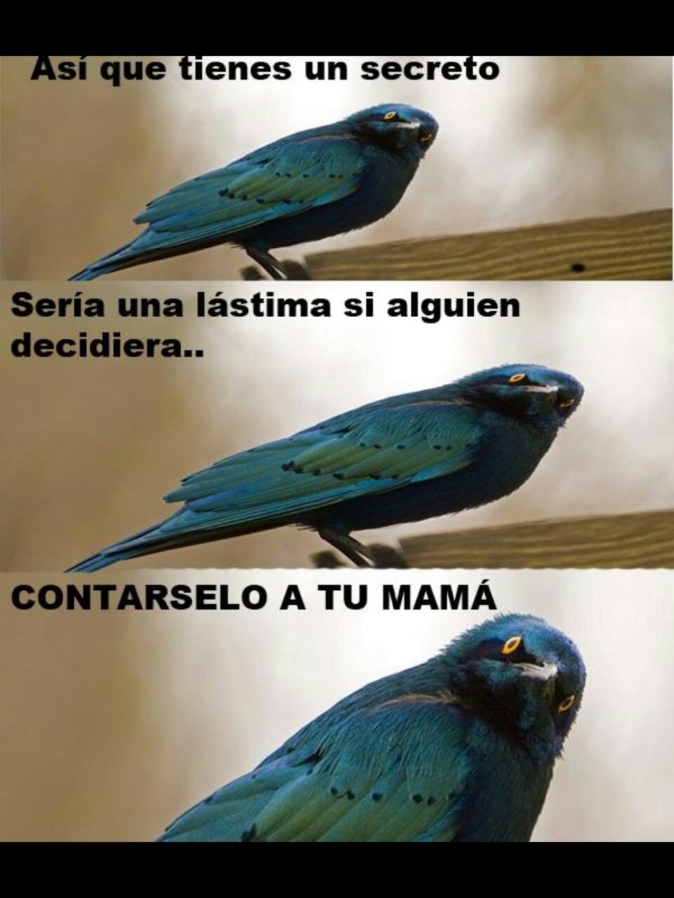 kiss-pal-que-lee:  buenopalwebeo:  Pájaro culiao, me cagaste la infancia):  XDDDDDDD