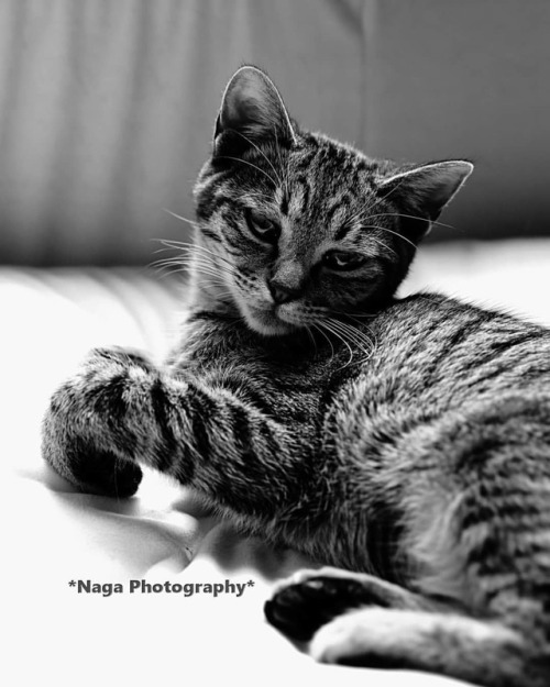 アンニュイコルク #BW#鎌倉ねこの間 #卒業猫 #保護猫 #catsofinstagram #cat #猫部 #猫 #ねこ #ねこ部 #neko #kitty #猫カフェ #TheArtOfNe