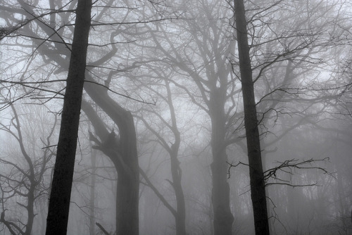 Sukoslav Castle in the fog by Dagles1 on Flickr.