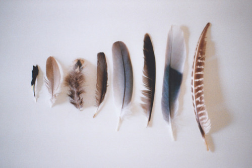 euphoriette: More feathers by Claudia Voglhuber on Flickr.