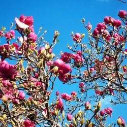 Finally Found A Part Of #Oakland That Smells Good! #Spring #Fieldtrip #Eastbay #Eastbayproblems