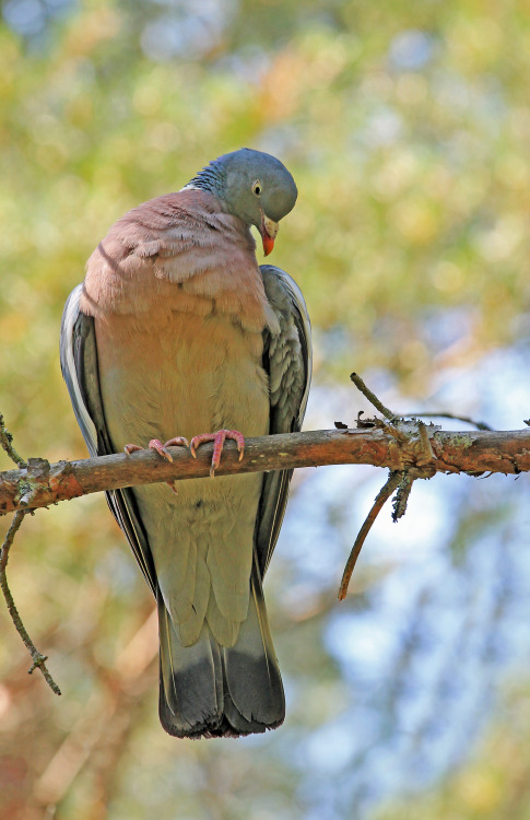 Wood pigeon.