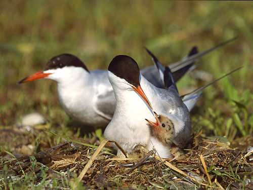 White-cheeked tern - Sterna repressa