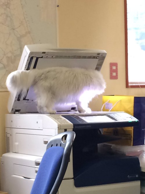 marshalmallow: periegesisvoid: very valuable document A cat scan