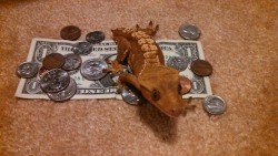 kai-ni:  golbat:  This is the Short Change Gecko!! Reblog within 30 seconds and you’ll maybe find a penny on the ground later today!!!  now this is what I like to see 