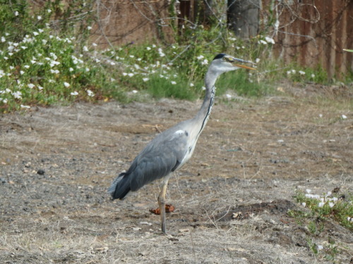 #365daysofbiking Having a laugh:
July 25th - Herons are bizarre birds. Beautiful yet quite strikingly ugly; elegant in flight and when hunting yet curiously awkward when moving. They adopt the most peculiar positions and stances.
This one in...