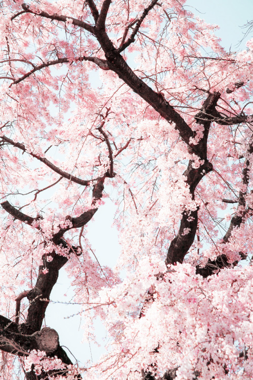 milkpeu:Hanami (by knet2d)