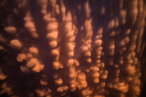 awkwardsituationist:  mammatus clouds, named for their resemblance to the mammary gland, form when air laden with big water droplets is carried to the top of a thunderstorm cloud whose altitude is cold enough to freeze the water droplets. the resulting