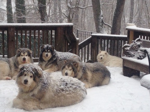 Me And The Caninekins Loafing 