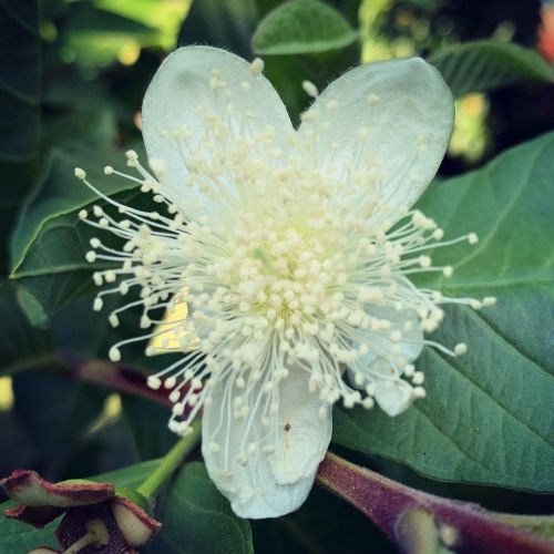 #guava #blossom  (at Hacienda Pèrez-Garcia)