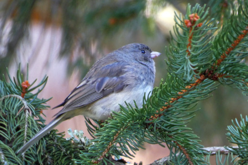 January birdsGolden-crowned kinglet (Regulus satrapa)Carolina Wren (Thryothorus ludovicianus)Dark-ey