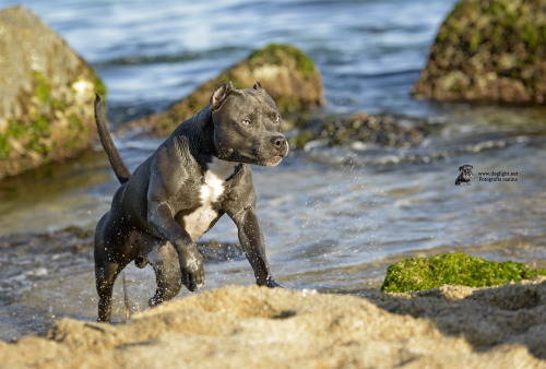 lastgunfighterballad: john-paul-jonesing-for-liberty: doglight: Maybe the most beautiful dog eyes I 