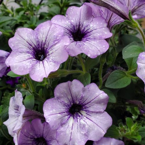 My new flower for this summer ♥ I love the white and purple so much #flowerbasket #purpleflowers #fl