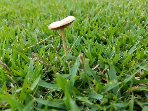 i live in hawaii and i see this little guys when it rains, but are they all different or the same?[s