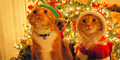 santasrudolph:  Christmas Stuff: Cats + Christmas