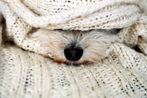 convexly:  cooper’s nose by elizabeth sarah on Flickr.