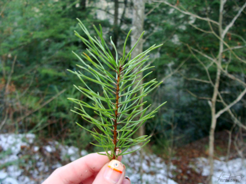 frolicingintheforest:Evergreens (: