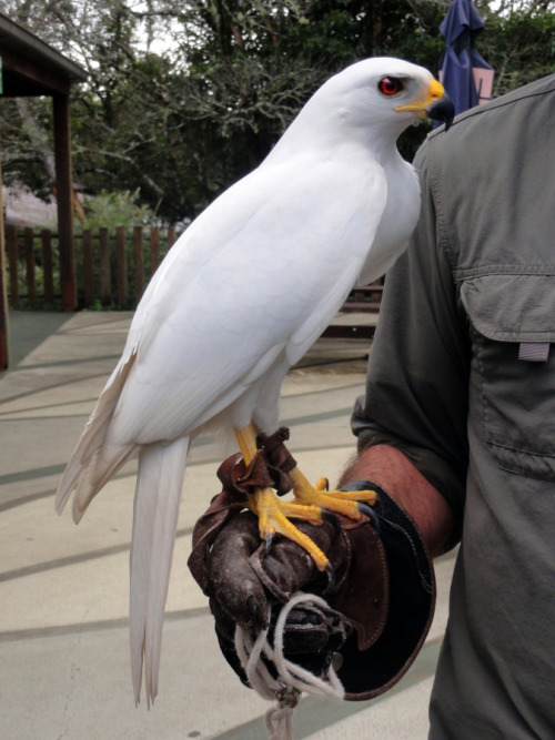 sixpenceee:Some say that the white morph of the Grey Goshawk are the only raptors with pure-white pl