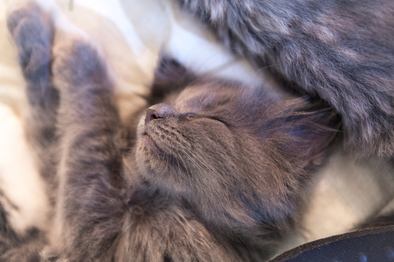 cybergata:   	Piles of fluff by Sara Belmont    	Via Flickr: 	Solje, Periwinkle and