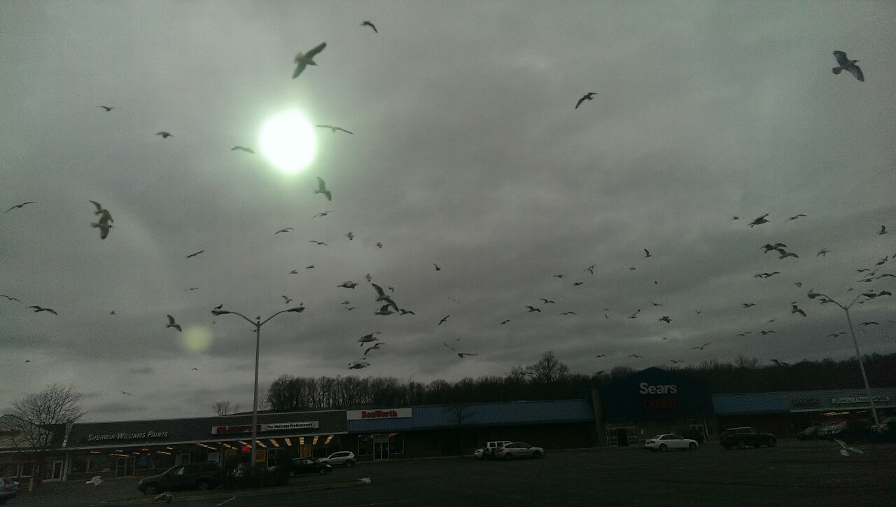 Good morning from sunny New Jersey and the parking lot seagulls~~