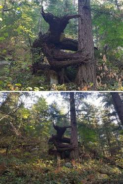 rosemarywaterwitch:  polskaswitaus:   Leshy, Poland / via.   SlavicPoland/Slowianska Polska (facebook)   Ok if I’d see this in the woods you’d see me RUUUUUNNING 