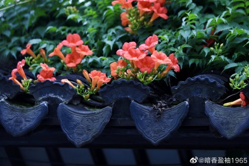 fuckyeahchinesegarden:blossoms of chinese trumpet creeper by 暗香盈袖1965