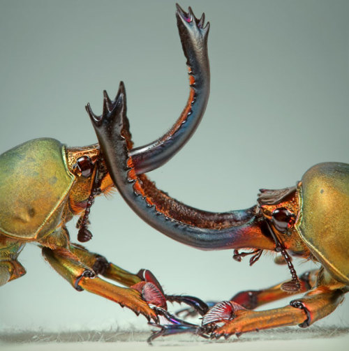odditiesoflife: Two male Papuan Stag Beetles fighting “…but the stag beetles really go 
