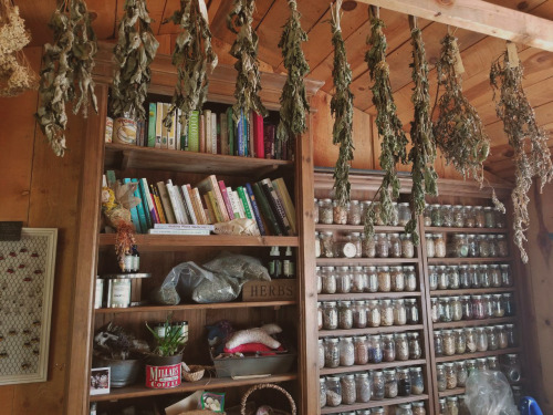perennial-princess: Drying herbs upstairs in the library above the barn.