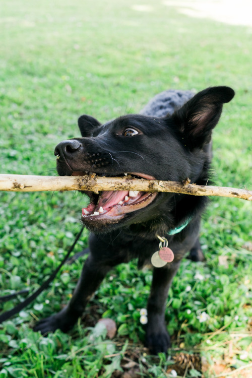 Honey, Australian Kelpie