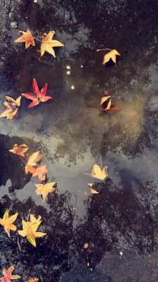 xblossomz: November 2, 2015 // My love for puddles and Fall  - xblossomz 