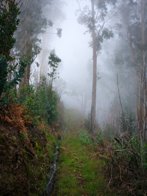 Levada do Lombo do Mouro by Ricardo Pestana Facebook | 500px | Instagram