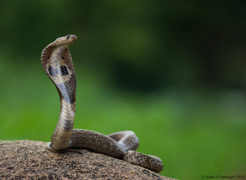 Todays Snake Is:The Indian Cobra (Naja naja) is a highly venomous snake native to southern Asia. Per