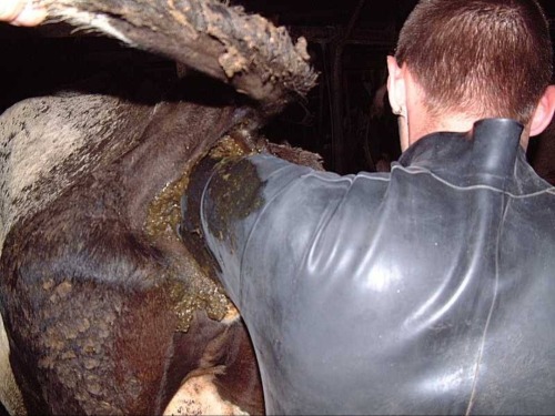 farm-worker:ein bisschen ohne Handschuhe, ein bisschen mit Handschuhen🤣