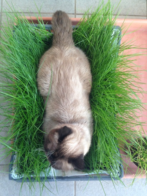 Throwback: Brian and his beloved kitty grassHe actually did not eat it, he slept in it -_-&rsquo;