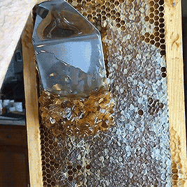slymyu:  🍯 honey harvesting 🐝  