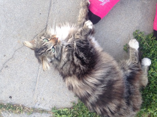 a friendly tailless cat i met and pet(submitted by cat-lesbian)