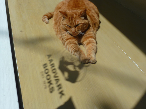 Owen sunbathes -Aardvark Books, San Francisco (by sftrajan)