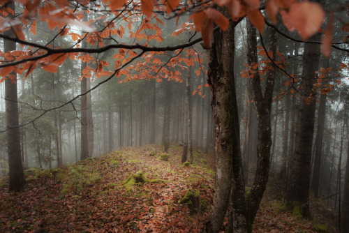 Foggy walk in the woods