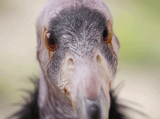 sdzoo:Big news…we just hatched our 200th CA condor at the @sdzsafaripark! This brings the total popu