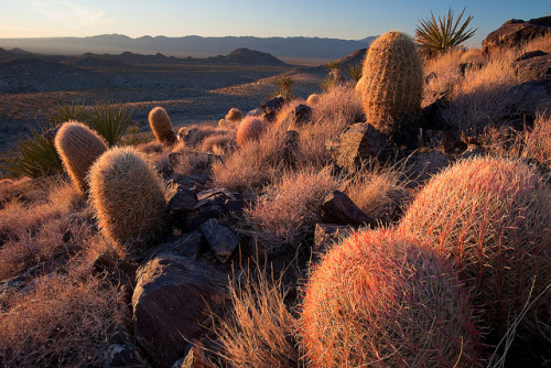 clem-likes:Glowing barrell cactus. by Scott_E_Gibson on Flickr.California Barrel Cactus, New York Mo