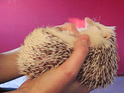 hedgehogsofasgard:  Tummy rubs (x)