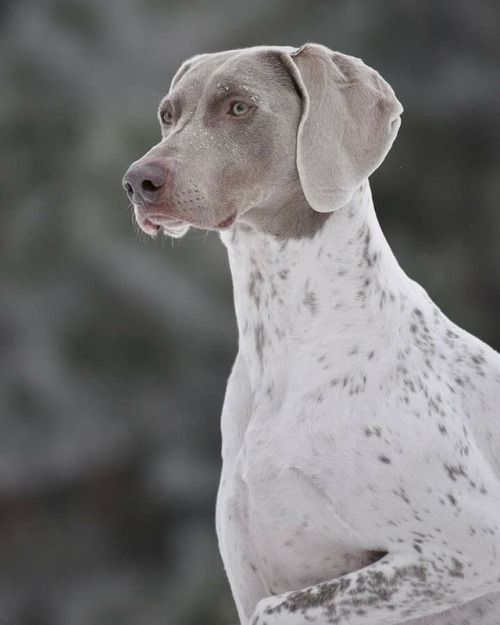 piebald weim