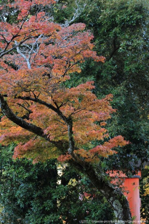 ‘21.11.23 興福寺、浅茅ヶ原にて夜も明けてきて、陽が差してきました。まだ興福寺から400ｍ程しか移動してないのに、もう1時間ほど経っている･･。この季節は足を止めさせる光景が多いです。