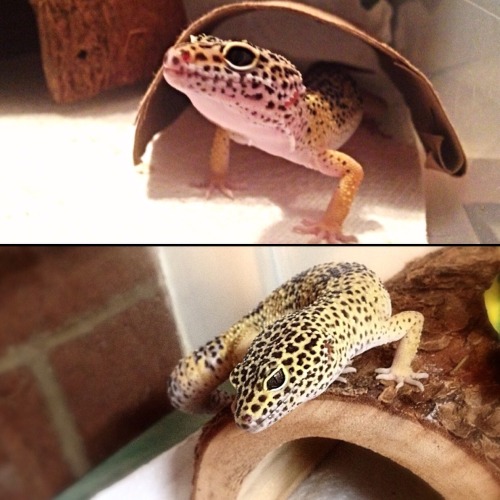 Lemon then and now. A year later!