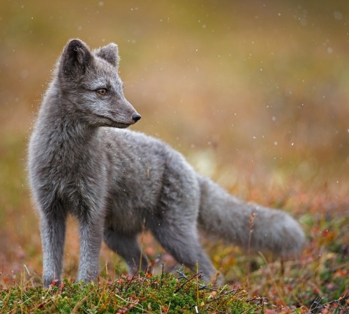 beautiful-wildlife:Autumn Fox by Radomir Jakubowski 