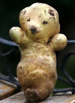 Teddy Taters, My Favourite!