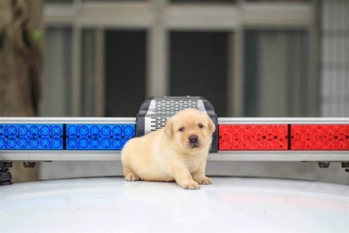 babyanimalgifs: A police department did a photoshoot with their new puppy recruits, I’m in love