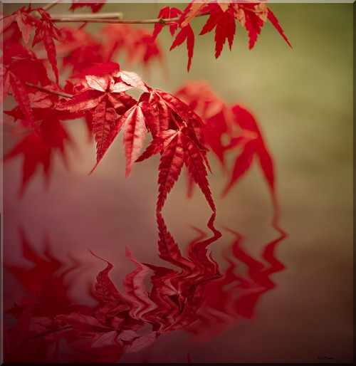 Japanese Maple (Explored) by Reg Ramai on Flickr.